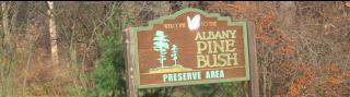 albany-pine-bush-cropped-resized